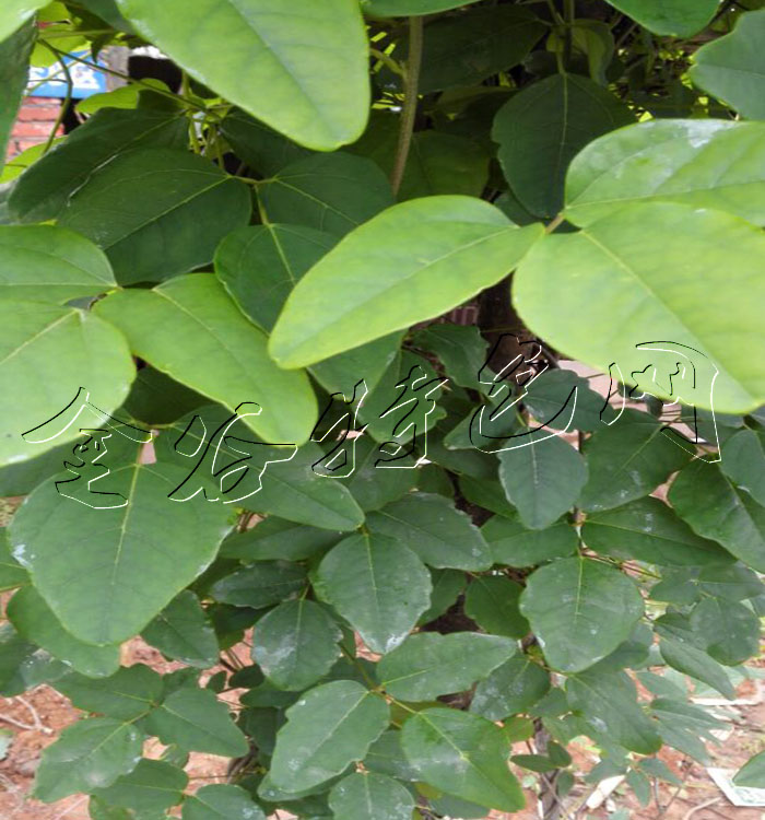 补肾水果八月瓜种苗(4年)特大苗